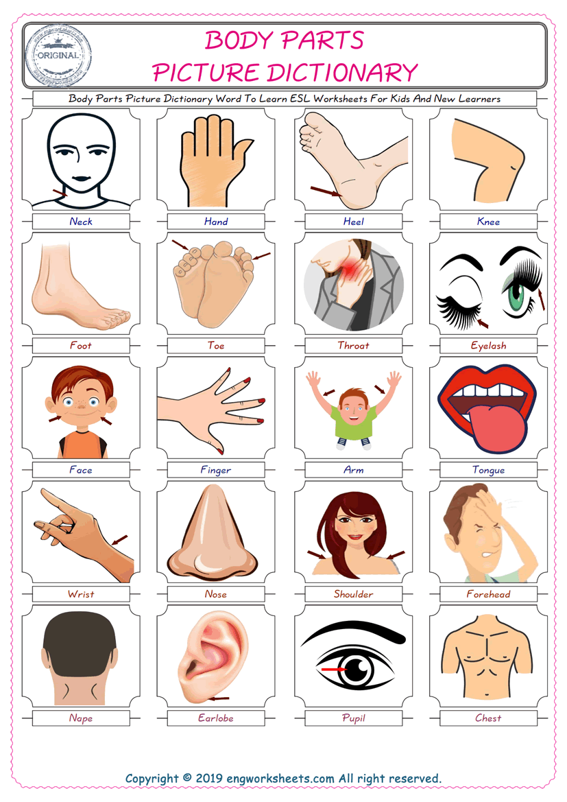 Body Parts In English Worksheet